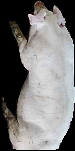 Crop