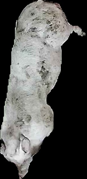Crop