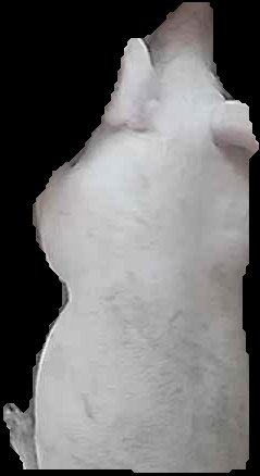 Crop