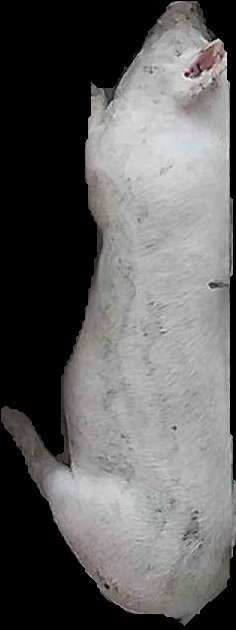 Crop
