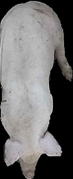 Crop