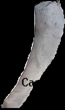 Crop