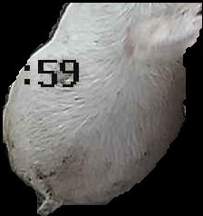 Crop