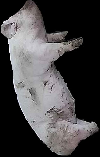 Crop