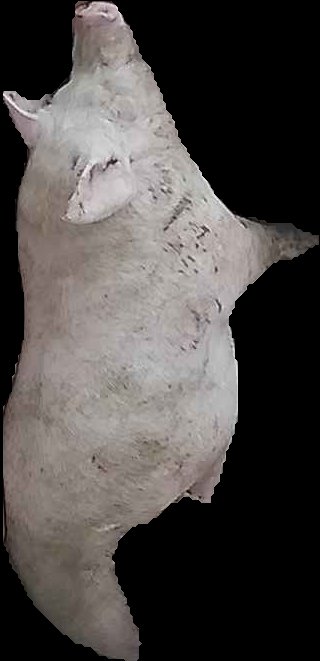Crop