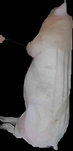 Crop