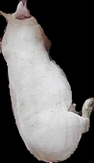 Crop