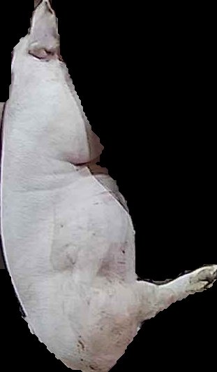 Crop