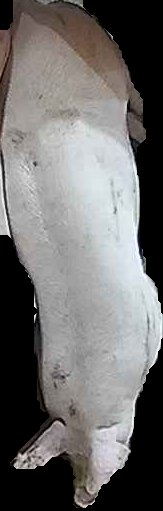 Crop