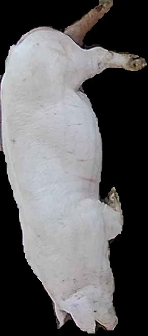 Crop
