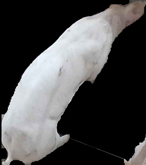 Crop
