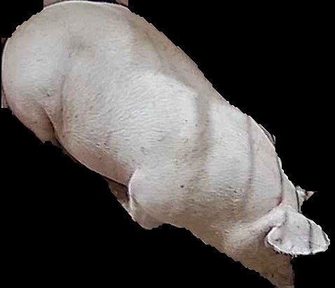 Crop