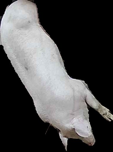 Crop