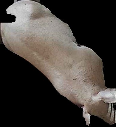 Crop