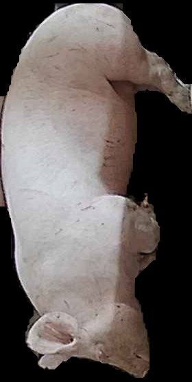 Crop