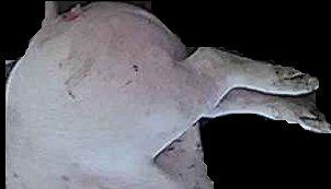 Crop