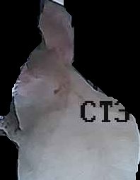 Crop