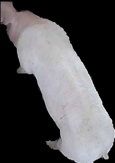 Crop