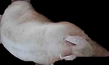 Crop