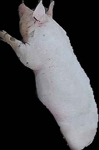 Crop
