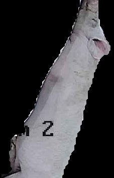 Crop