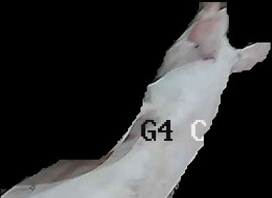 Crop