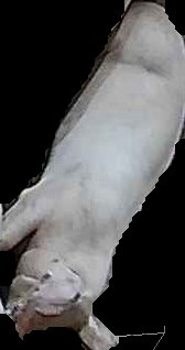 Crop