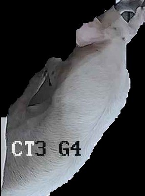 Crop