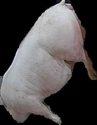 Crop