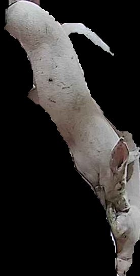 Crop