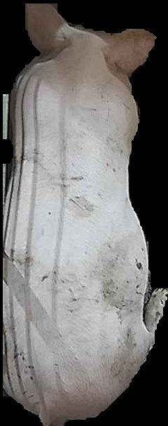 Crop