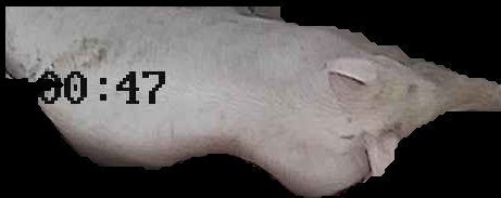 Crop