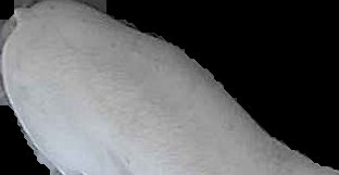 Crop