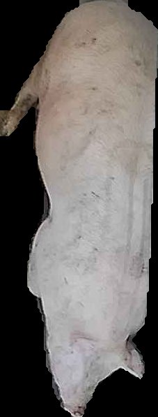 Crop