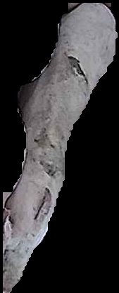 Crop