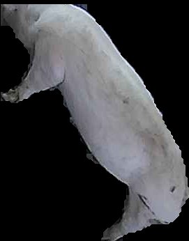 Crop