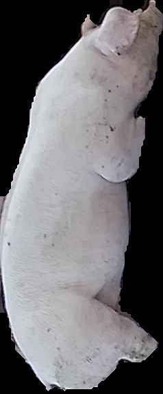 Crop