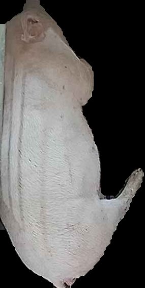 Crop