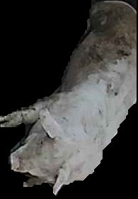 Crop