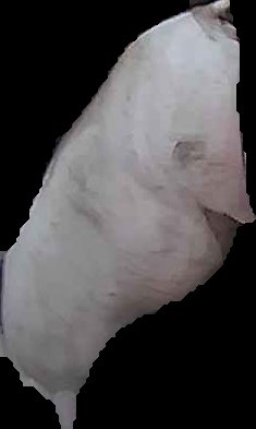 Crop