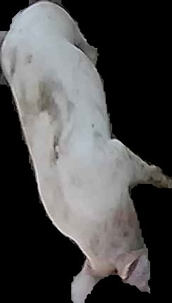 Crop