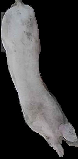Crop