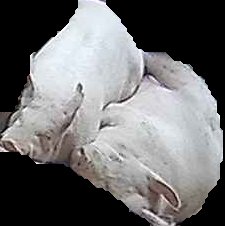 Crop