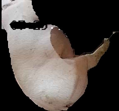 Crop