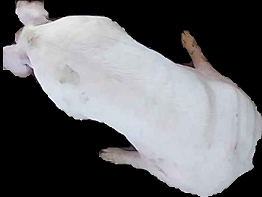 Crop