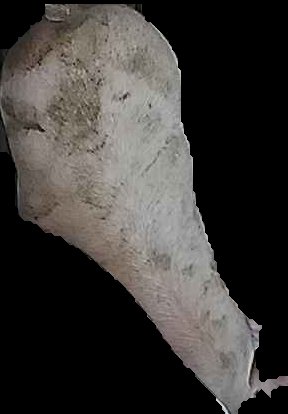 Crop