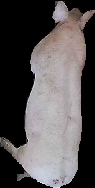 Crop