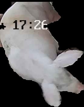 Crop
