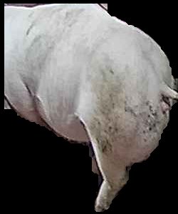 Crop