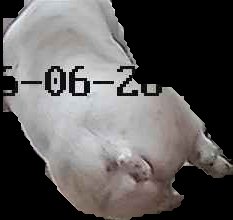 Crop